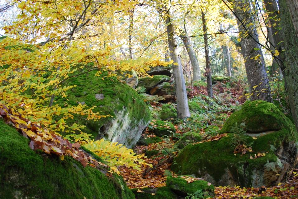 Im geheimnisvollen Felsenlabyrinth rund um die Ruine Lichtenstein erkunden wir heute die Welt der Sagen mit unserer Naturpark-Rangerin.