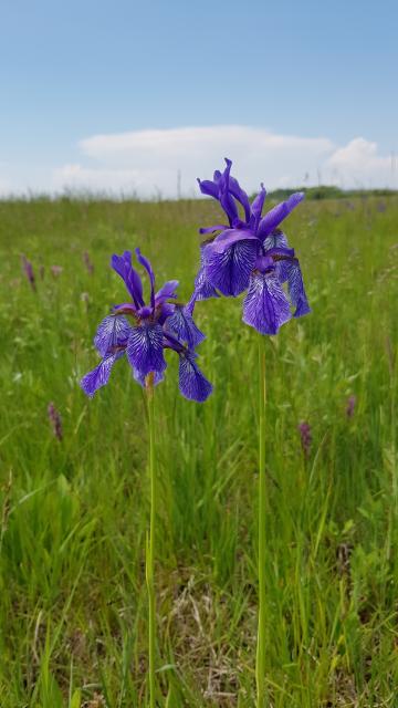 Die außergewöhnliche Blütenform der Iris, wie man die Schwertlilien auch nennt, macht sie zu einem echten Hingucker. 