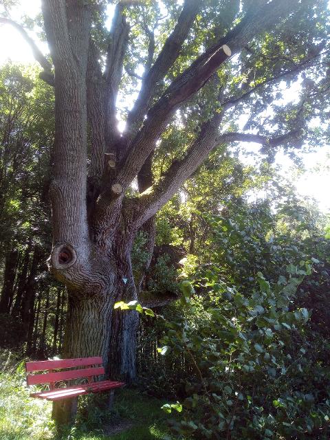 Eiche (Quercus robus)