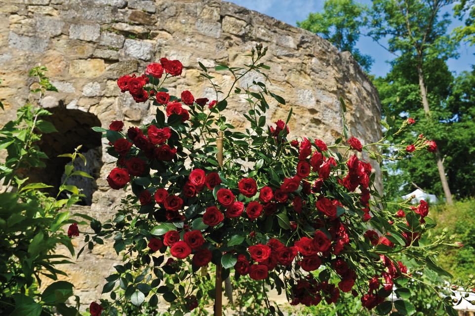 Wer mich kennen lernen will, muss meinen  Garten kennen, denn mein Garten ist mein Herz (Hermann Fürst Pückler-Muskau)Eine Messe, die zu Herzen geht. Die Rosenmesse ist als Spitzenreiter unter den Gartenveranstaltunge...