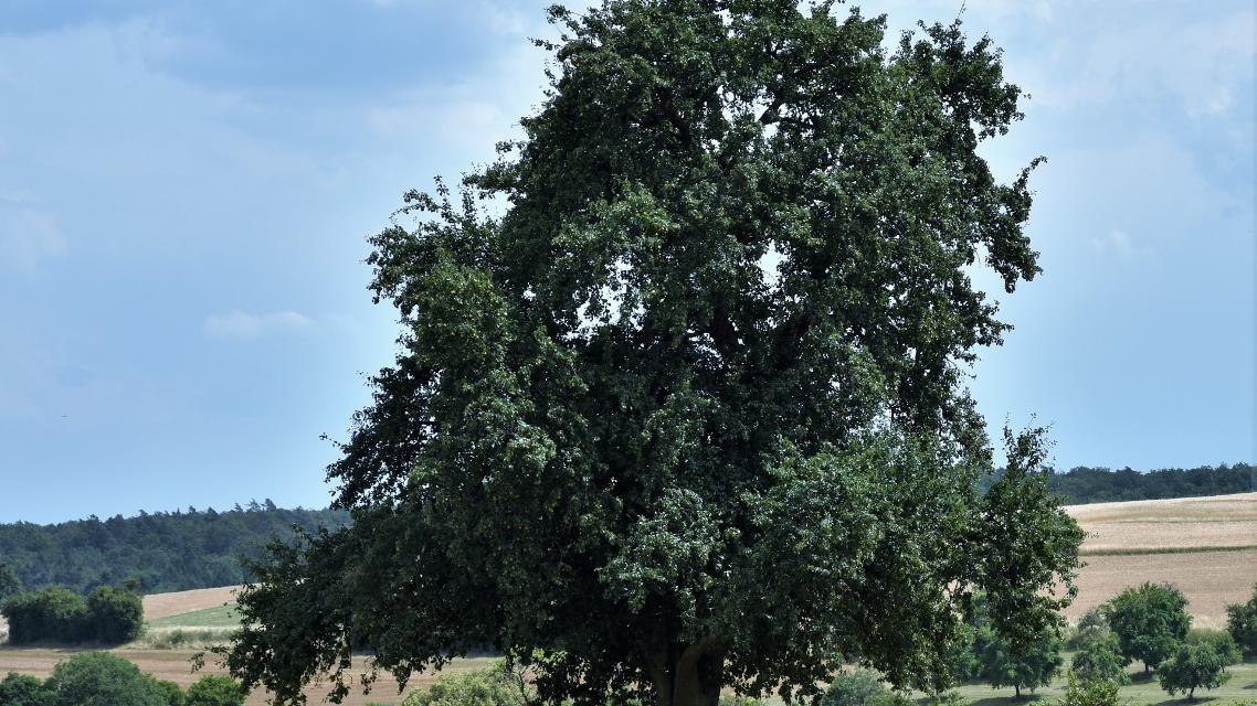 Stolzer Birnbaum mitten in einem Feld