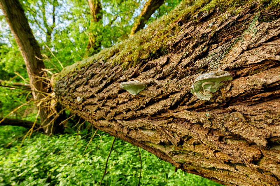 Eine Reise zu den Ur-Ur-Ur-Großeltern der Wälder im Steigerwald