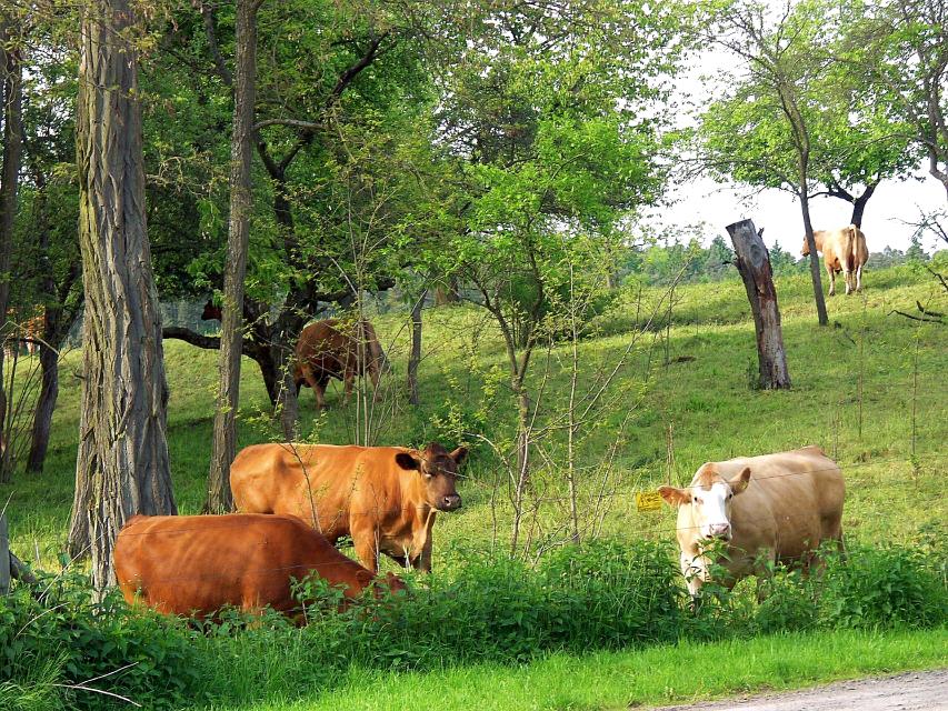 Die Weideflächen sind vor allem im Sommer Nahrungsgrundlage für Nutztiere, wie Schafe, Ziegen oder Rinder. Die “wilden” Mitbewohner auf der Weide sind zahlreich und teils hoch spezialisiert.
                 title=