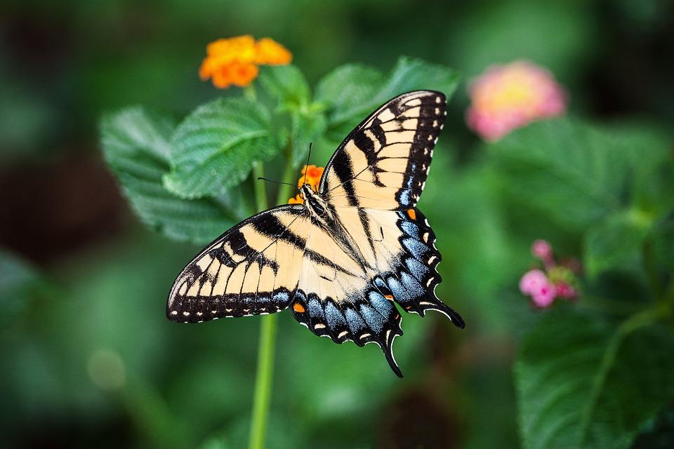 Insektensammlungen wie beispielsweise Schmetterlinge waren früher ein beliebtes Hobby. In der heutigen Zeit ist aus Artenschutzgründen das Sammeln verboten oder stark eingeschränkt. Trotzdem sind viele spektakuläre Sammlungen von Hobbysammlern heute wichtig als Einordnungs- und Vergleichsinstr...