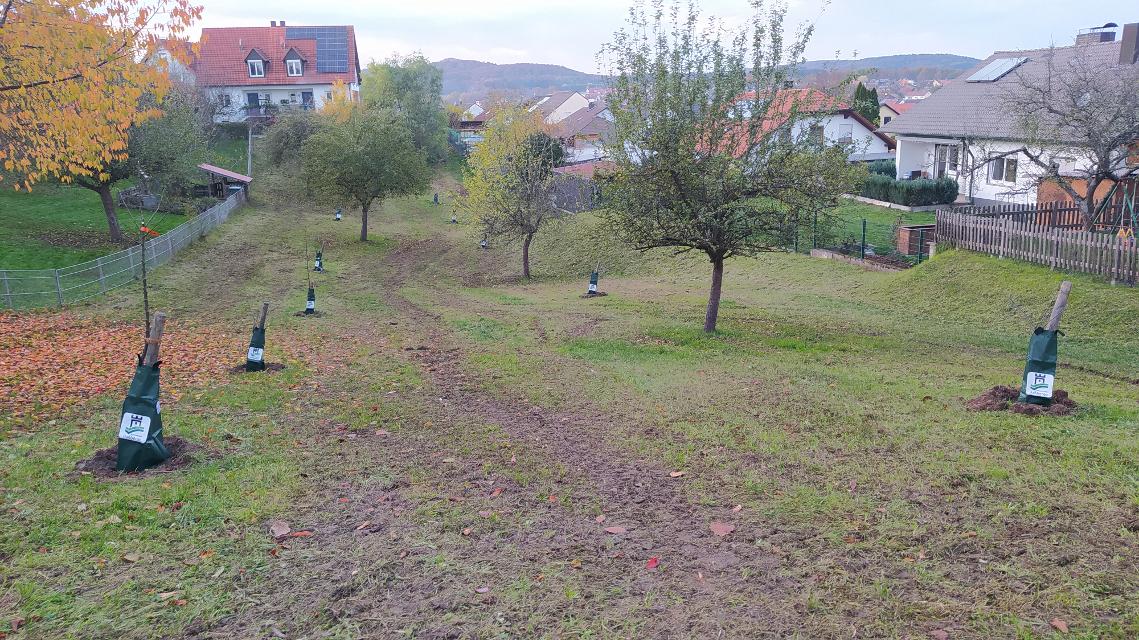 In Baunach hat der Naturpark 2022 die Lücken einer alten Streuobstwiese mit Neuanpflanzungen geschlossen.
                 title=