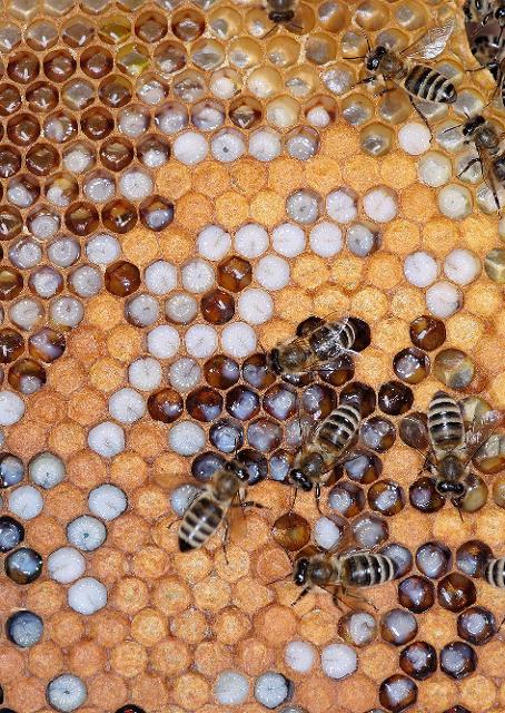 Was ist eine Bienendisco, was ist eigentlich der Job der Jungs im Bienenstock, wo gehen Bienen im Winter auf die Toilette und warum wackeln manche Bienen eigentlich mit ihrem Popo - diese und mehr Fragen erklärt die Bienenpädagogin direkt bei den Bienen in ihrem Garten. Einmal eine Biene auf d...