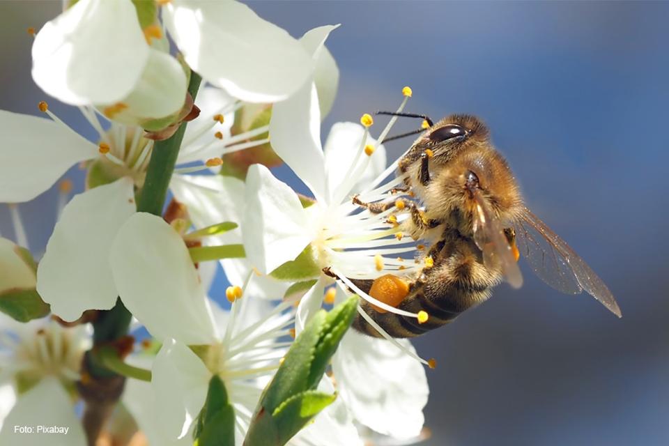 Mit der Bienenexpertin geht es im Garten der Lebenshilfe zu ihrem Bienen-Schaukasten. Dort wird erklärt, wie ein Bienenvolk aufgebaut ist, wer bei den Bienen eigentlich das Sagen hat und wer im Stock welche Aufgaben erfüllt. Neben viel Wissenswertem rund um die Bienen und Maßnahmen zu deren Sc...