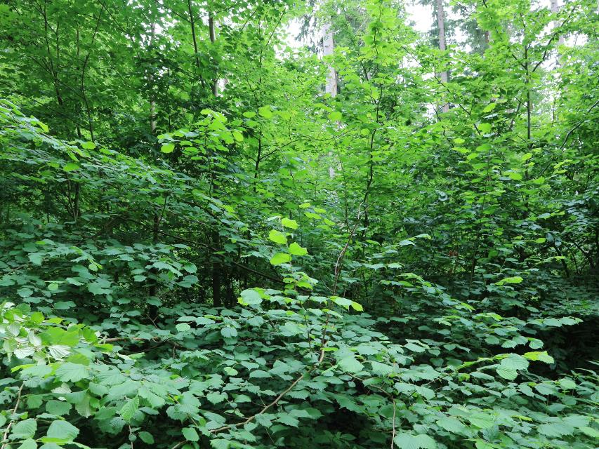 BMUV und BMEL führen erfolgreiches Förderprogramm „Klimaangepasstes Waldmanagement“ fort