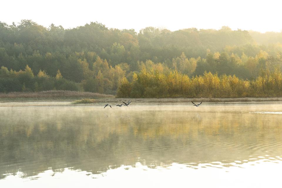 Herbstnebel mit fliegenden Enten am Oldenstädter See