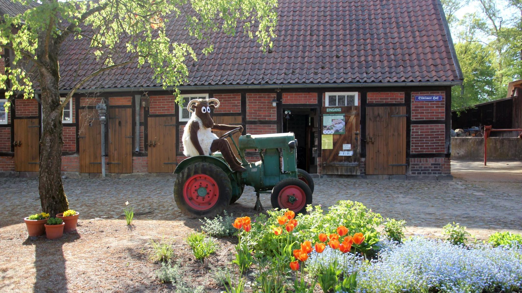 Das Maskottchen Heidschnucke „Schnucki“ sitzt auf einem grünen Oldtimer-Trecker vor einem Fachwerkhaus mit Treckermuseum.