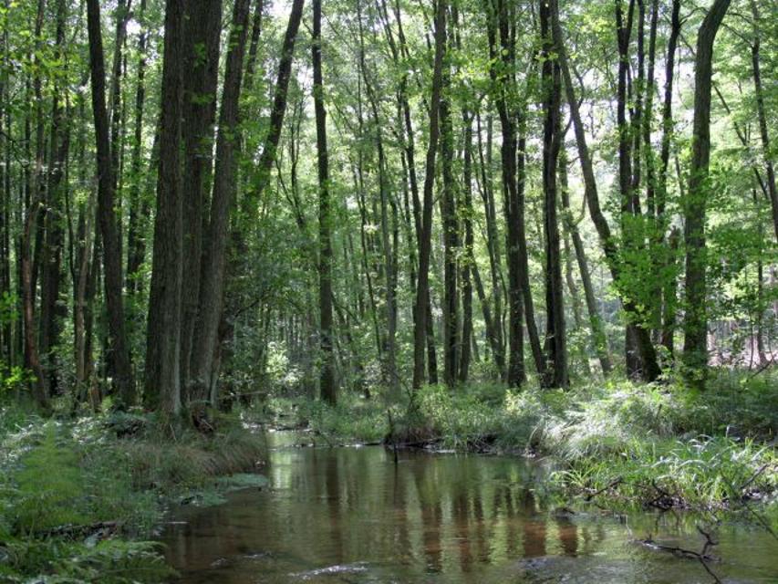 Natur erleben, ohne zu stören: Unsere Reise in das Naturschutzgebiet Bornbachtal führt zu einem der schönsten und ökologisch wertvollsten Bäche der Lüneburger Heide.