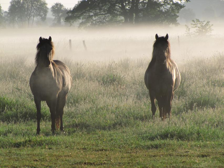 Dülmener Pferde in im Naturschutzgebiet Esterau-Niederung