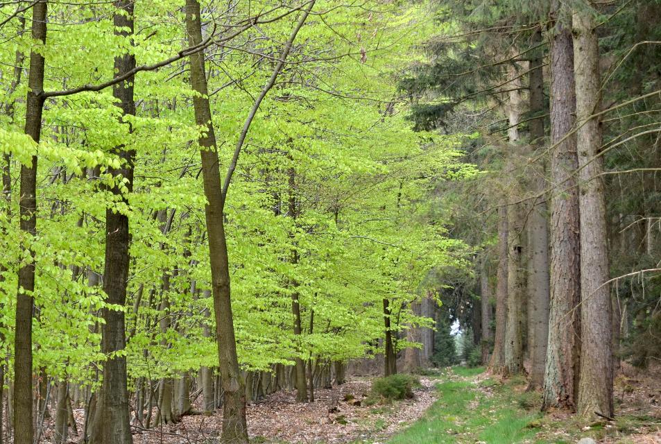 Waldgebiet Lohn in Bad Bevensen