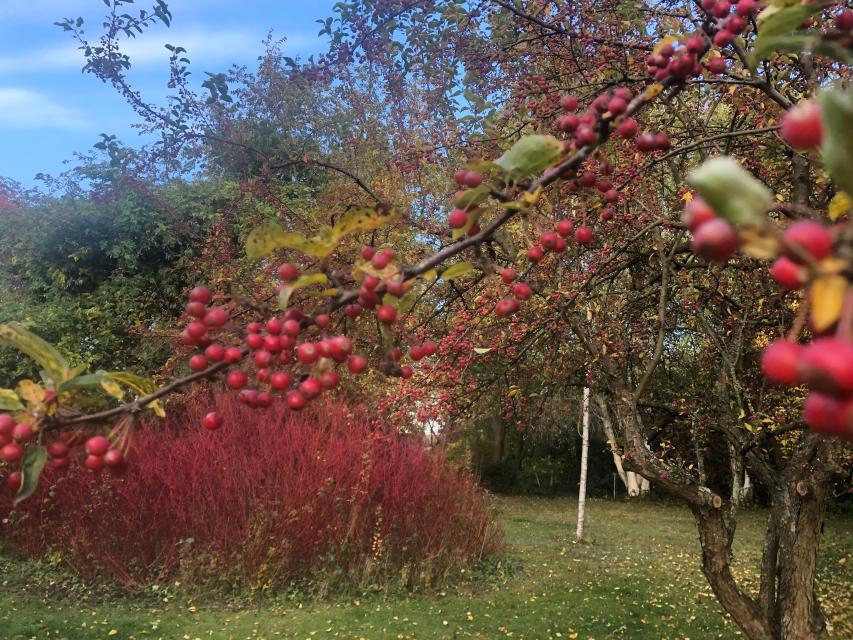 Arboretum Melzingen: Arboretum im Herbst