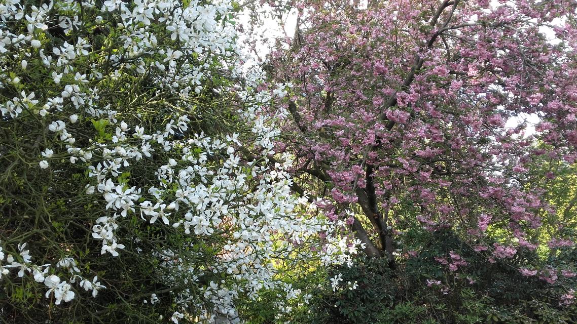 Arboretum Melzingen: Baumblüte