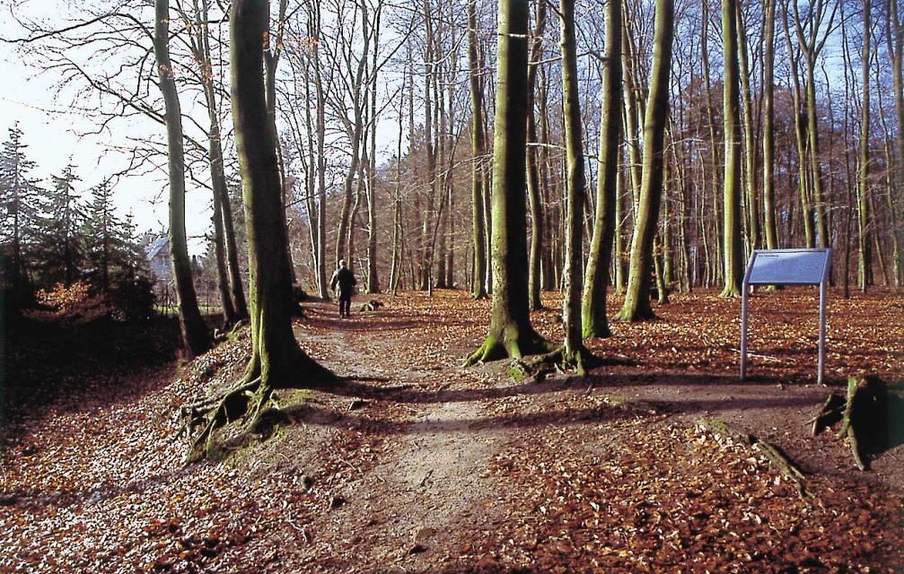 Auf dem Bild ist der Waldweg zur Ottenburg zu sehen