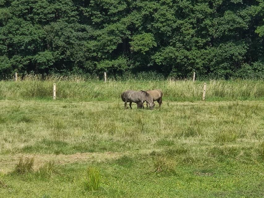 Zwei Dülmener Wildpferde grasen auf einer Weidefläche der Esterauniederung
