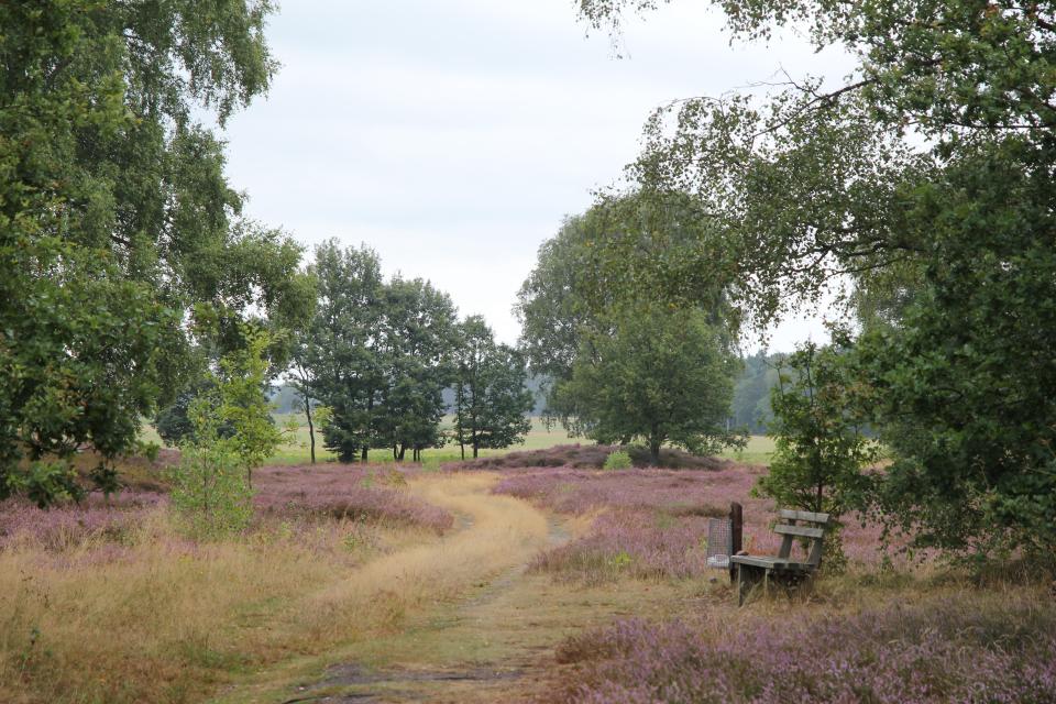Heidefläche Hügelgräberfeld mit Sitzbank