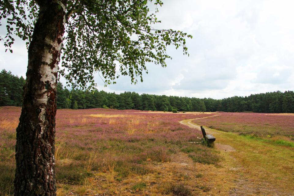 Ca. 2 km südlich von Bad Bevensen befindet sich eine der schönsten Heideflächen der Region Uelzen mit einem Hügelgräberfeld aus dem älteren Abschnitt der Bronzezeit (1.700-1.000 v.Chr.). Mit 59 unter Wald und Heide erhaltenen Gräbern ist dieses Gräberfeld eines der größten der Lüneburger Heide.