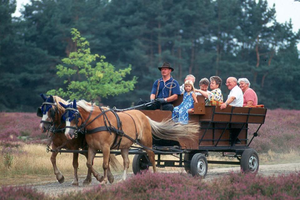 Der Erlebnisbauernhof Mielmann organisiert regelmäßig Kutsch- und Planwagenfahrten in die Bad Bodenteicher Heide (August/September), in das Naturschutzgebiet Lüder Bruch und an das Moor mit seiner schönen Fauna und Flora.