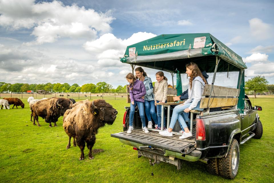 Familie auf Wagen betrachtet Bisons bei einer Nutztiersafari auf dem Biogut Bauck in Bad Bodenteich