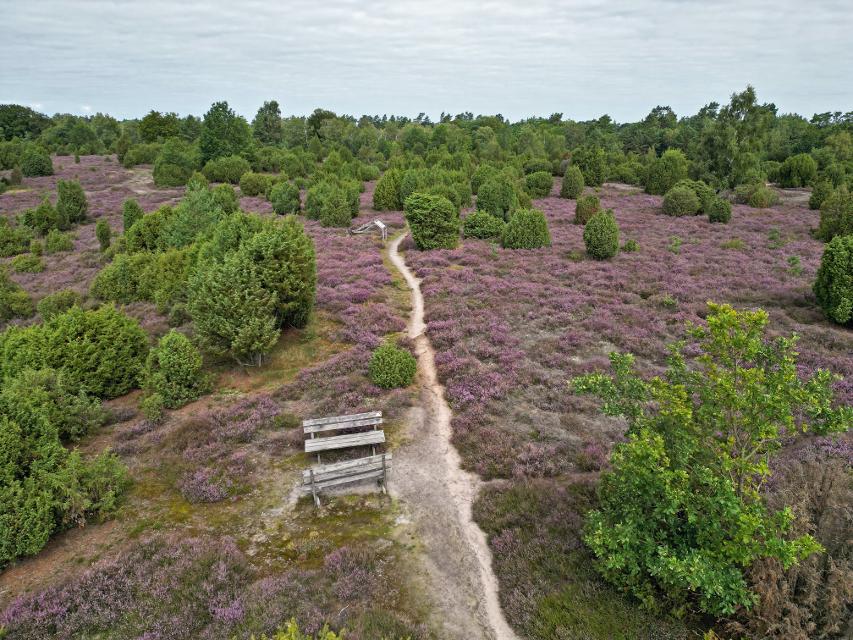 Drohnenaufnahme der Heideblüte in der Ellerndorfer Heide mit Sitzbank