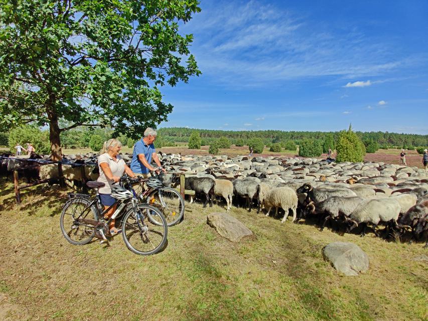 Pärchen mit zwei Fahrrädern vor Heidschnuckenherde in der Ellerndorfer Heide