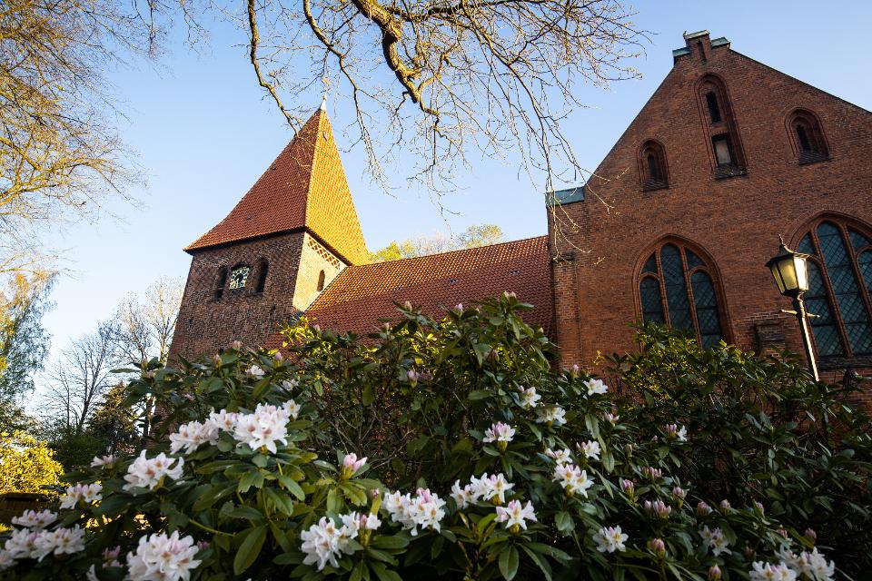 Kirche in Gerdau hinter Busch mit weißen Blüten