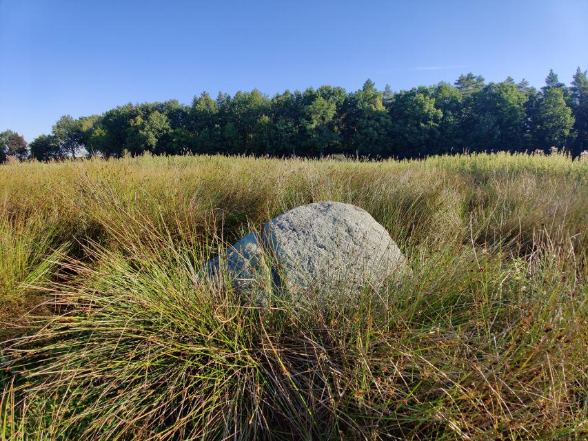 Großer Stein im Feld, umwachsen von Gräsern, grüner Wald im Hintergrund