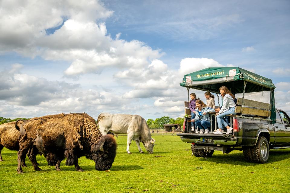 Safari Fahrzeug auf der Wiese der Bison Herde