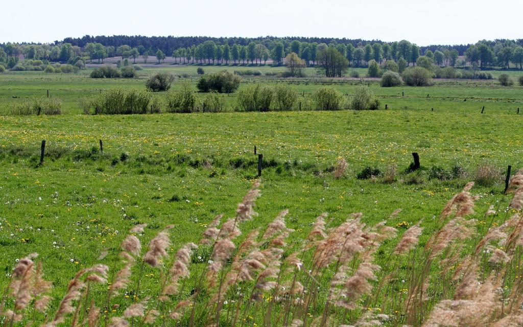 Gräser am Rande der großen, zum Teil als Weide genutzen Grünlandfläche der Bodenteicher Seewiesen