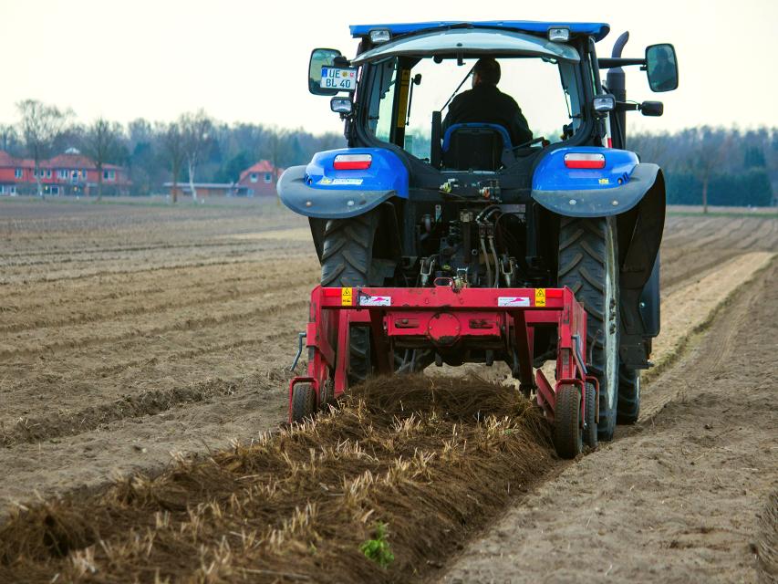 Auf einem Feld werden mit einem Traktor die alten Spargelpflanzen untergepflügt