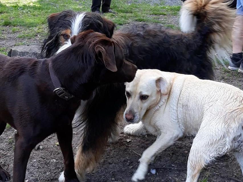Drei Hunde unterschiedlicher Rassen spielen gemeinsam