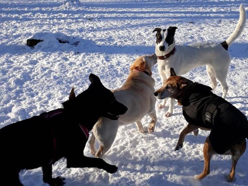 Vier Hunde unterschiedlicher Rassen spielen gemeinsam im Schnee