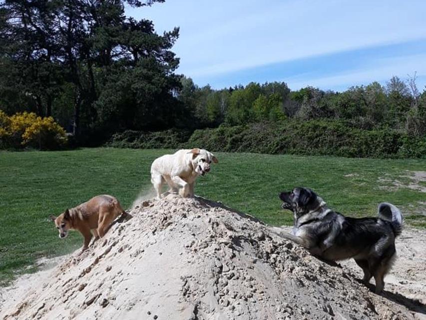 Drei Hunde spielen gemeinsam auf einem großen Sandhaufen
