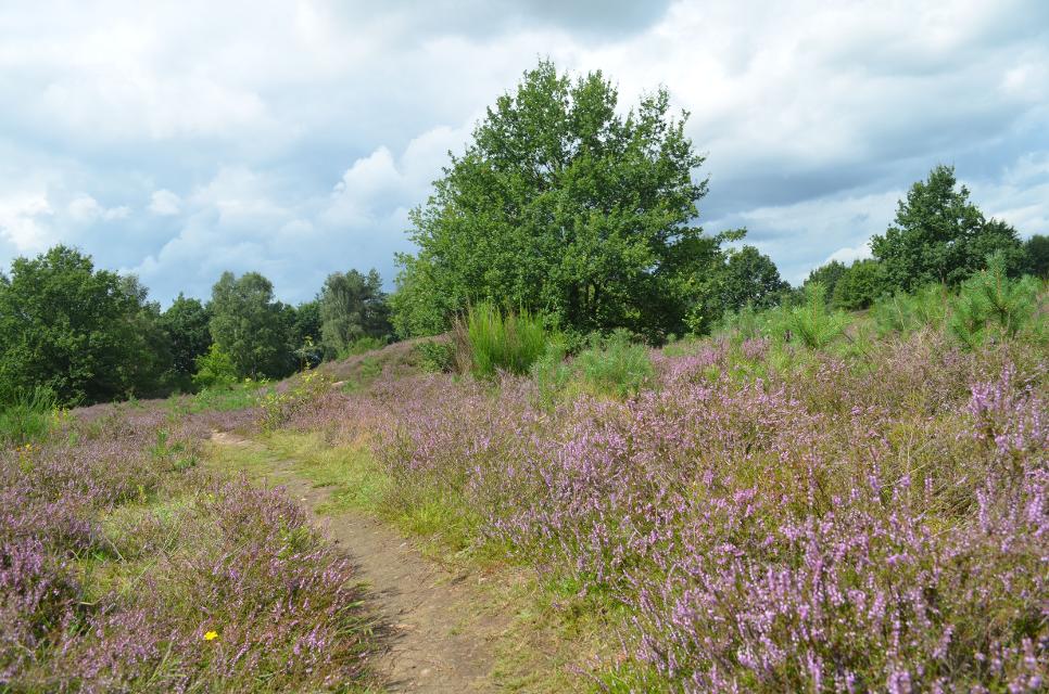 Ca. 10 ha große Heidefläche bei Bad Bevensen mit einem Hügelgräberfeld aus der älteren Bronzezeit