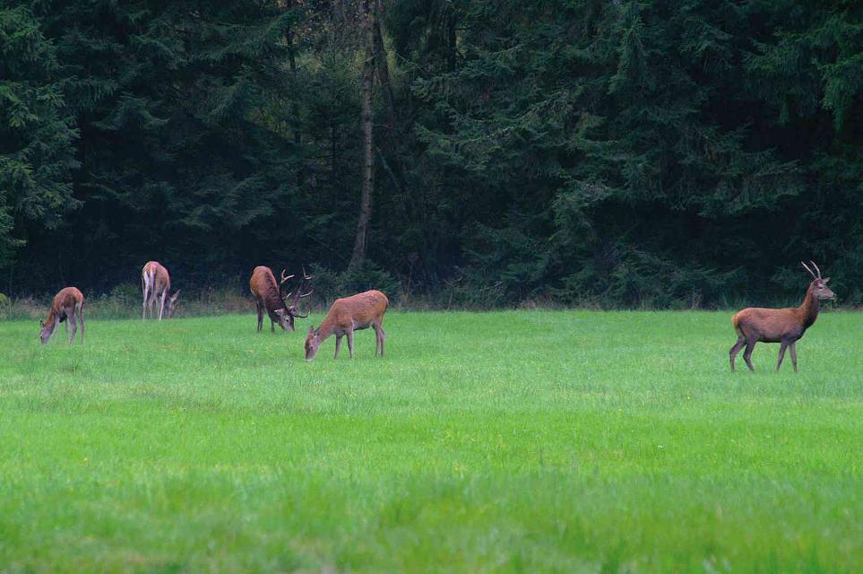 Der Naturpark Südheide ist eine der wildreichsten Regionen Niedersachsens. Ende September erleben wir ein besonderes Spektakel: Die Hirsche bringen sich dann in Position und das durchdringende Röhren der gewichtigen Herren schallt durch die Wälder. Bei dem kleinen Heidedor...
