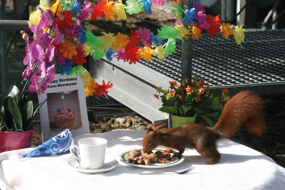 Eichhörchen frisst Nüsse auf geschmücktem Geburtstagstisch
