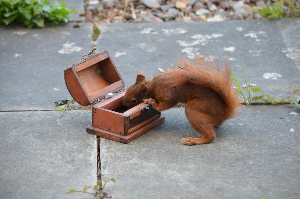Eichhörnchen sucht etwas in einer Schatzkiste