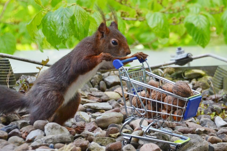Eichhörchen schiebt winzigen Einkaufswagen 