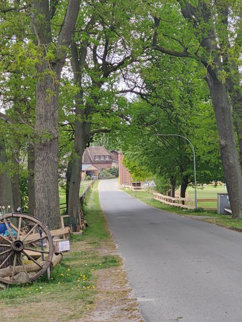 Geteerte Straße durch Wichtenbeck mit Bäumen am Wegesrand