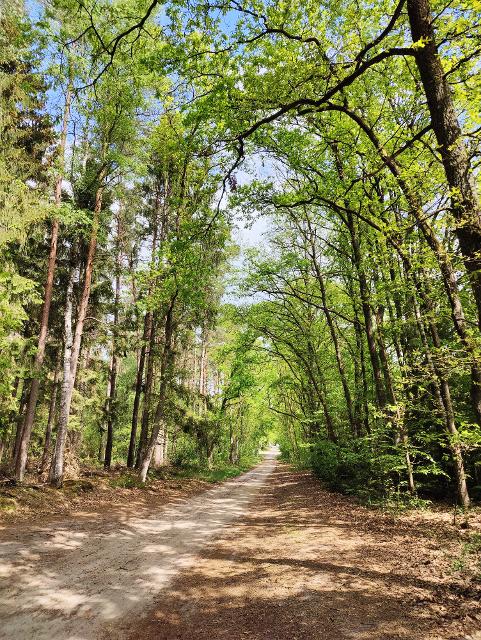 Waldweg mit hohen Bäumen zwischen Wichtenbeck und Ellerndorfer Heide