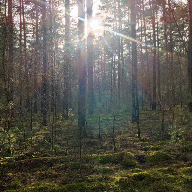 Wald mit Moos und Sonnenstrahlen