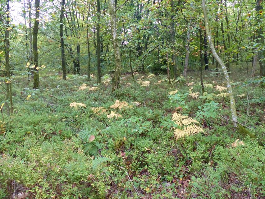 Dichter Teppich aus Wildheidelbeeren im Wald aus mit goldenem Farn dazwischen