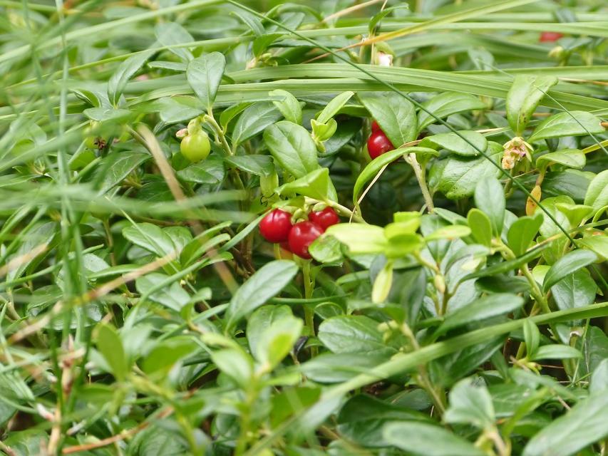 Rote und grüne kleine Preiselbeeren zwischen vielen grünen Blättern