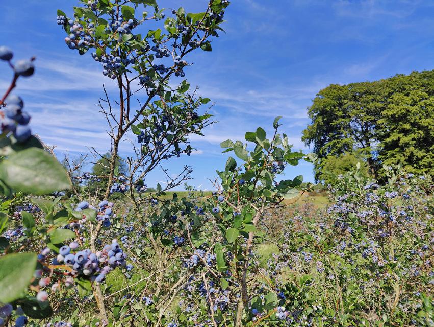 Heidelbeersträucher mit vielen blauen Früchten und mit blauem Himmel im Hintergrund