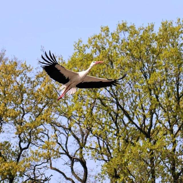 Storch im Flug nach oben vor grünen Bäumen und blauem Himmel