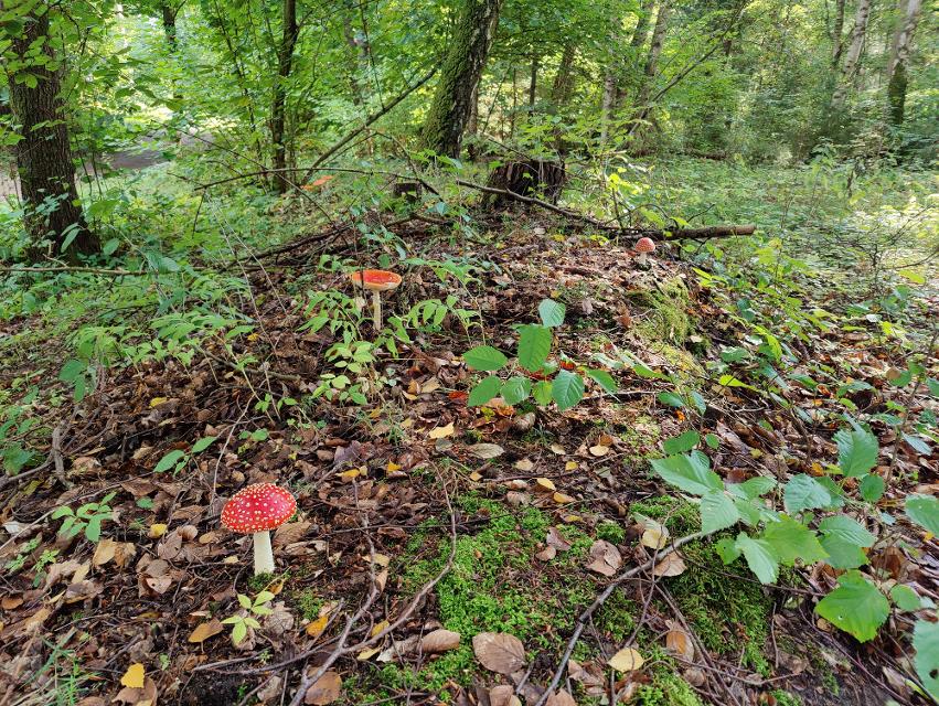 Drei rote Fliegenpilze auf grünem und braunem Waldboden