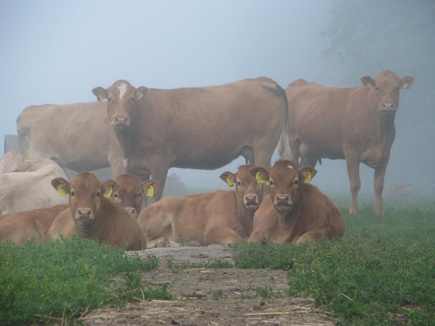 Braune Kühe sitzend und stehend auf einer Wiese, Nebel im Hintergrund