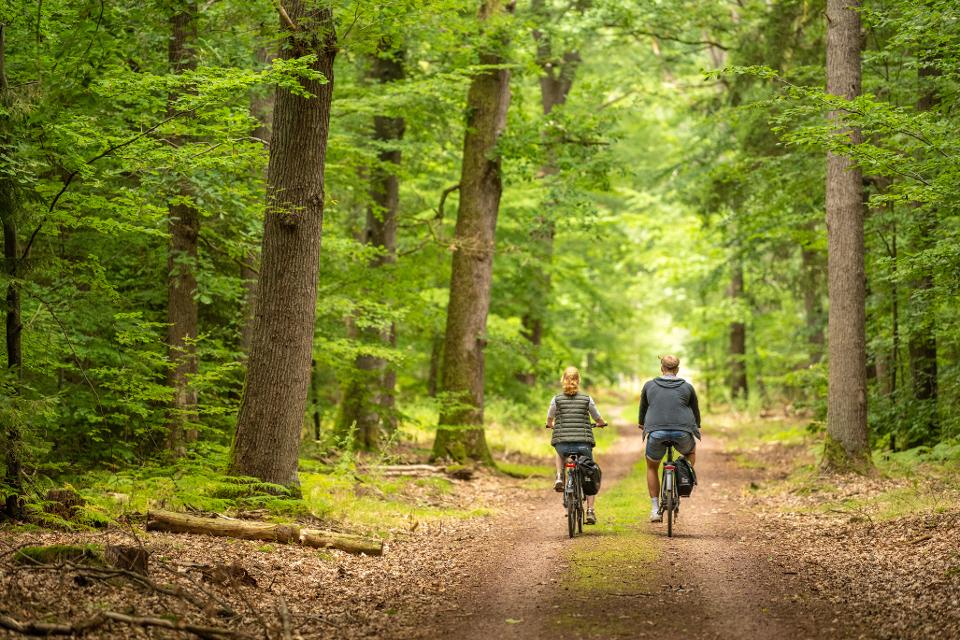 Diese Exkursion per Fahrrad/Pedelec wird den Ostkreis Celle mit seinen weitläufigen Wäldern und seinen naturnahen Wasserläufen, seinen Mooren, aber auch seinen kleinen Heideflächen erkunden. Den Einstieg in die Region erhalten die Teilnehmenden im Naturpark-Infozentrum am B...
